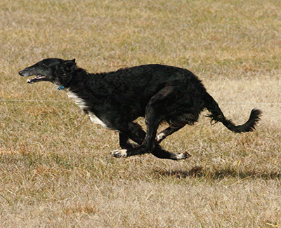 Top Versatility Borzoi 2011